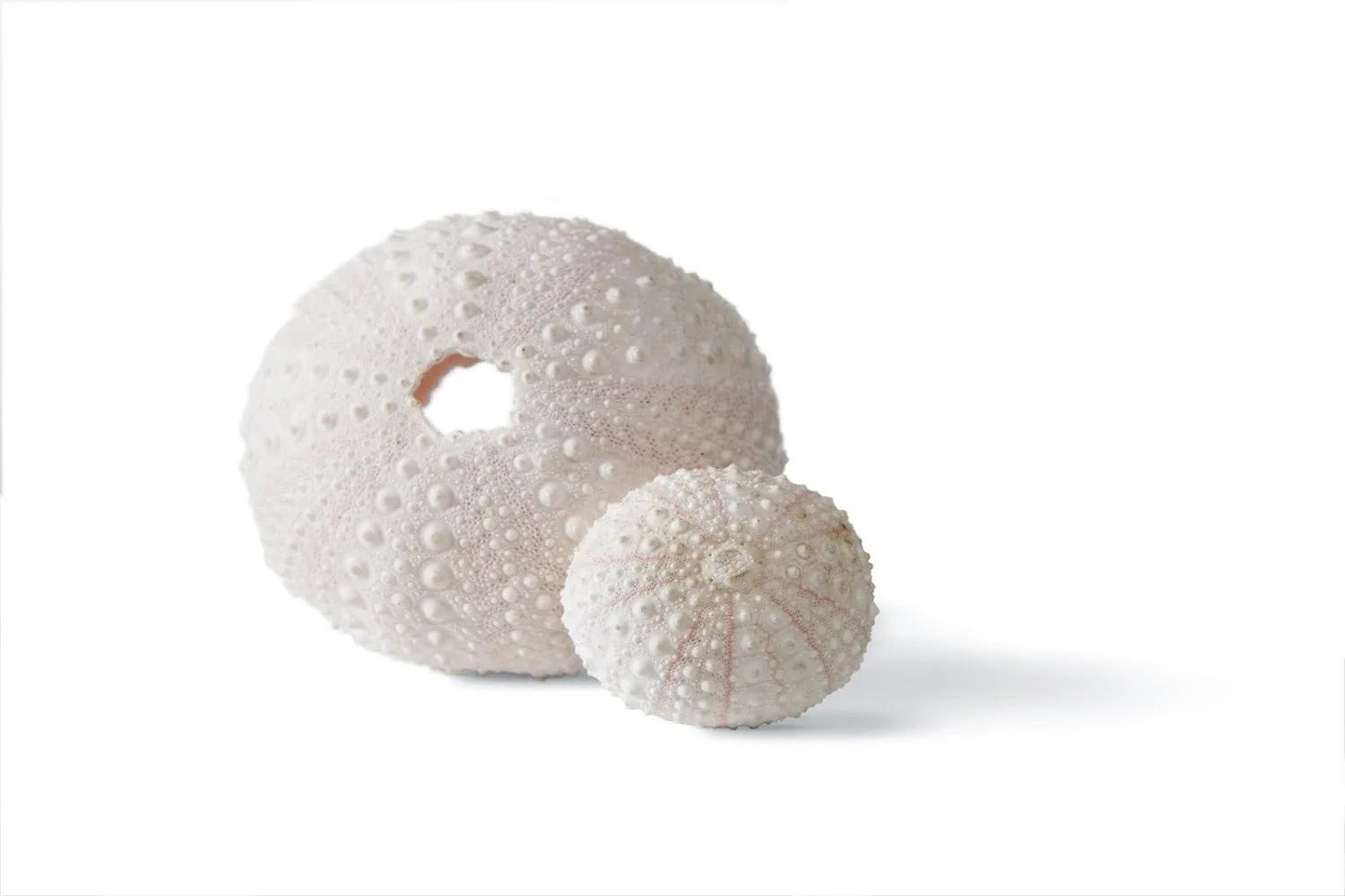 Bright Anemone Cuff